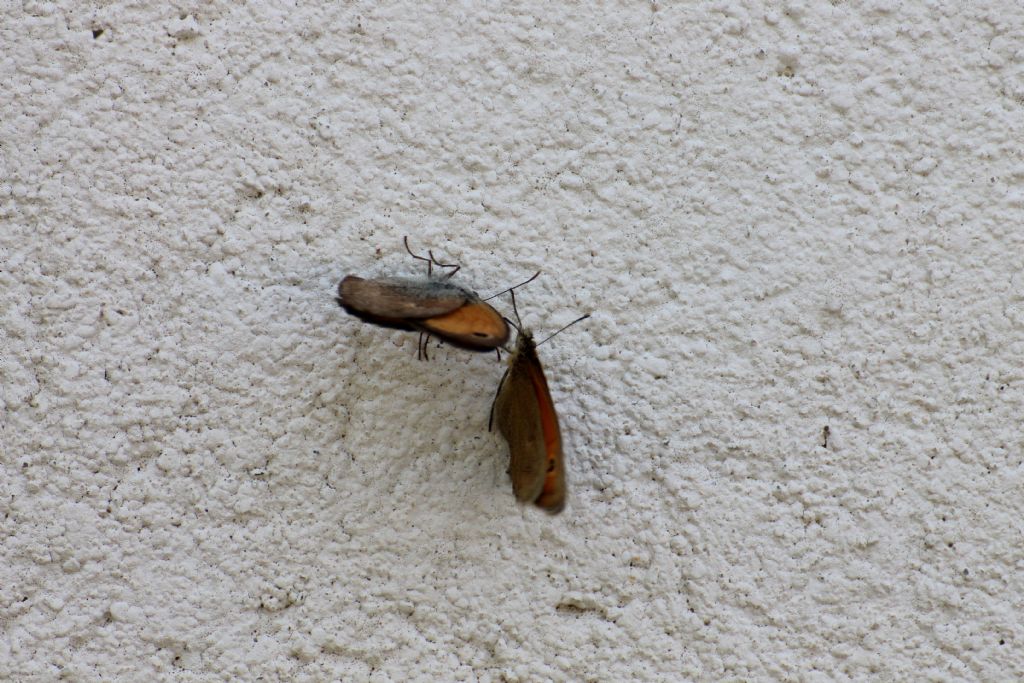 Coenonympha pamphilus? S